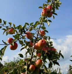 Rebella ® Malus Domestica -Pflanzenhof Rebella 1