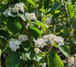 Erlenblättrige Eberesche `Red Bird´ Sorbus Alnifolia `Red Bird´ 9 Erlenblättrige Eberesche `Red Bird´ Sorbus Alnifolia `Red Bird´ -Pflanzenhof Red Bird 1
