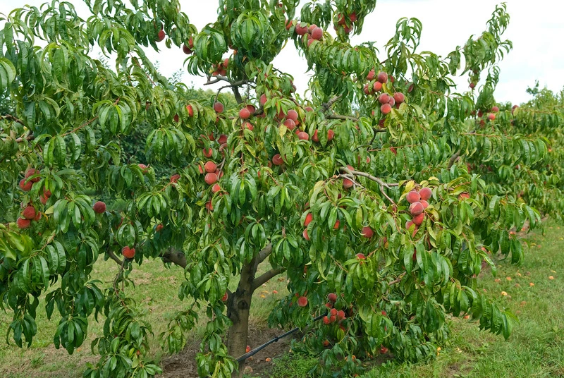 Pfirsich Red Haven Prunus Persica `Red Haven´ 6 Pfirsich Red Haven Prunus Persica `Red Haven´ – Bild 4