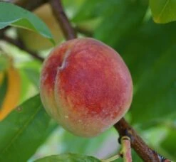 Pfirsich Red Haven Prunus Persica `Red Haven´ 13 Pfirsich Red Haven Prunus Persica `Red Haven´ -Pflanzenhof Red Haven