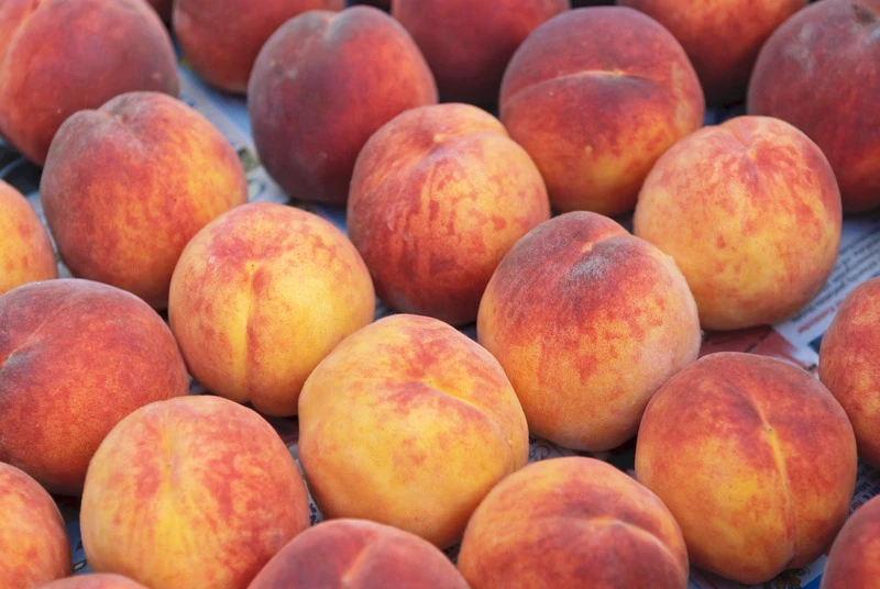 Pfirsich Red Haven Prunus Persica `Red Haven´ 4 Pfirsich Red Haven Prunus Persica `Red Haven´ – Bild 2