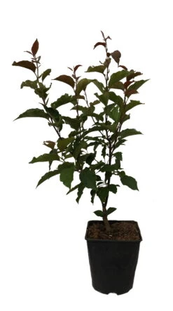 Säulenzierapfel "Red Obelisk" Malus `Red Obelisk´ -Pflanzenhof Red Obelisk12