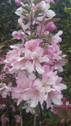 Säulenzierapfel "Red Obelisk" Malus `Red Obelisk´ -Pflanzenhof Red Obelisk5728ab6c725bc