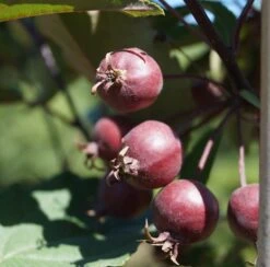 Säulenzierapfel "Red Obelisk" Malus `Red Obelisk´ -Pflanzenhof Red Obelisk5b3b7e7a79821