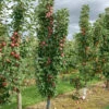 Säulenapfel `Red River´ Malus Domestica `Red River´ 1 Säulenapfel `Red River´ Malus Domestica `Red River´ -Pflanzenhof Red River 2
