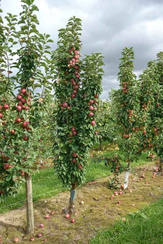 Säulenapfel `Red River´ Malus Domestica `Red River´ 3 Säulenapfel `Red River´ Malus Domestica `Red River´