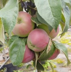 Säulenapfel `Red River´ Malus Domestica `Red River´ 9 Säulenapfel `Red River´ Malus Domestica `Red River´ -Pflanzenhof Red River
