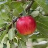 Reglindis ® Malus Domestica `Reglindis´ 1 Reglindis ® Malus Domestica `Reglindis´ -Pflanzenhof ReglindisQAqIaLlre5f6L