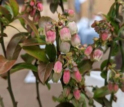 Heidelbeere - Reka Vaccinum Corymbosum `Reka´ 9 Heidelbeere - Reka Vaccinum Corymbosum `Reka´ -Pflanzenhof Reka Bl te