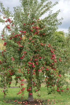 Rewena ® Malus Domestica 10 Rewena ® Malus Domestica -Pflanzenhof Rewena