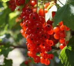 Rolan Ribes Rubrum `Rolan´ 10 Rolan Ribes Rubrum `Rolan´ -Pflanzenhof Rolan Rote Johannisbeere