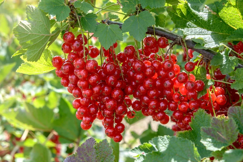 Rolan Ribes Rubrum `Rolan´ 4 Rolan Ribes Rubrum `Rolan´ – Bild 2