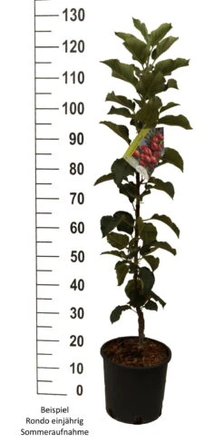 Säulenapfel `Rondo´ Malus Domestica `Rondo´ -Pflanzenhof Rondo einj hrig weiss