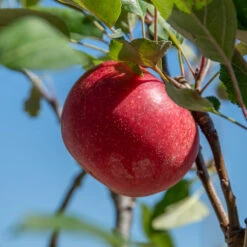 Rosette® Malus Domestica -Pflanzenhof Rosette 2