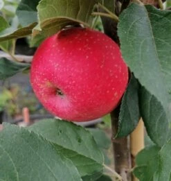 Rosette® Malus Domestica -Pflanzenhof Rosette2