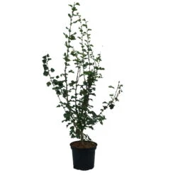 Rotdorn `Pauls Scarlet´ Crataegus Laevigata `Pauls Scarlet´ -Pflanzenhof Rotdorn Pauls Scarlet