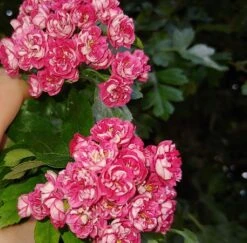 Rotdorn `Pauls Scarlet´ Crataegus Laevigata `Pauls Scarlet´ -Pflanzenhof Rotdorn bl te