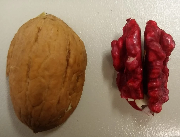 Walnuss `Rote Donaunuss´ Juglans Regia `Rote Donaunuss´ 4 Walnuss `Rote Donaunuss´ Juglans Regia `Rote Donaunuss´ – Bild 2