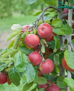 Roter Boskoop Malus Domestica -Pflanzenhof Roter Boskoop 3