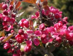 Rotfleischiger Apfel Malus Domestica 10 Rotfleischiger Apfel Malus Domestica -Pflanzenhof Rotfleischiger Apfel