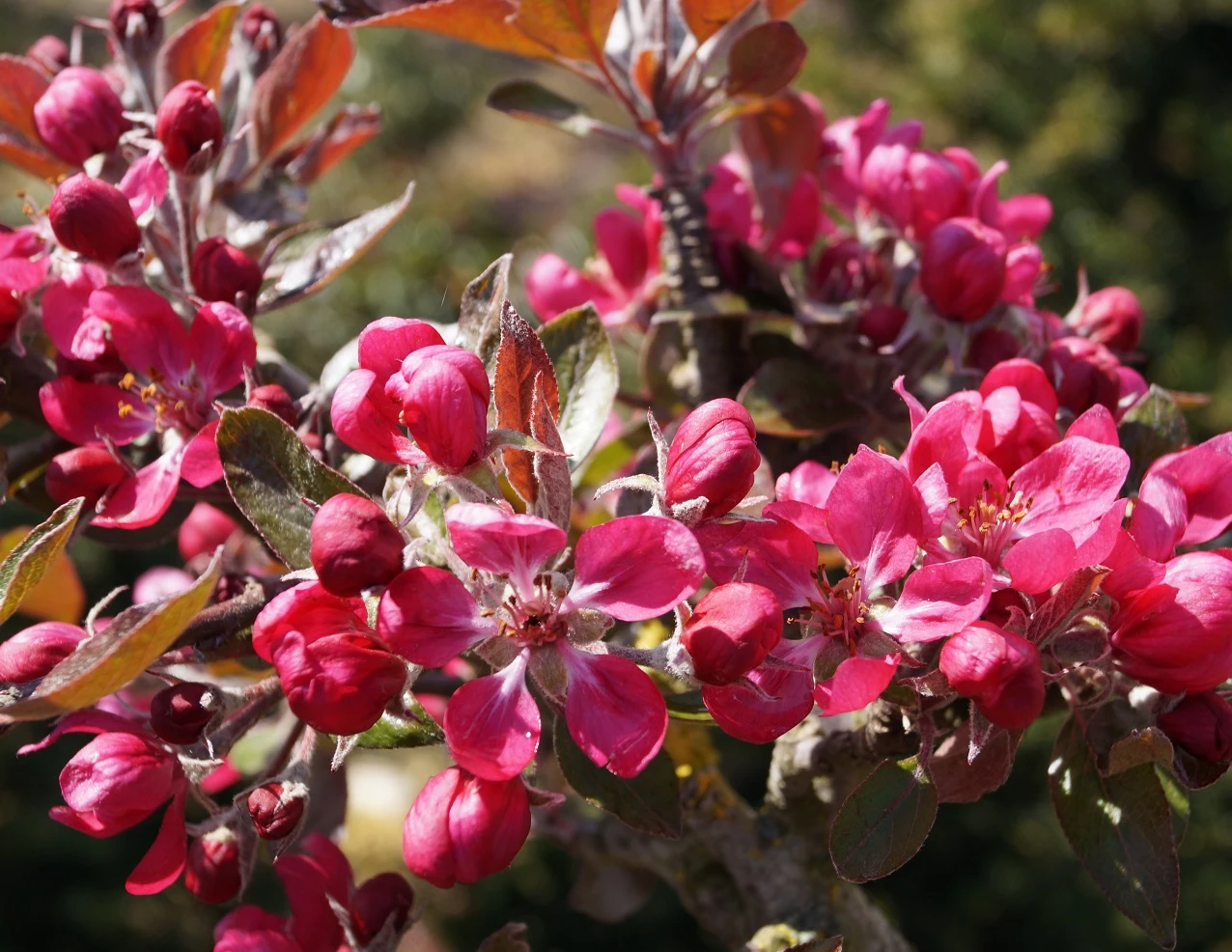Rotfleischiger Apfel Malus Domestica 4 Rotfleischiger Apfel Malus Domestica – Bild 2
