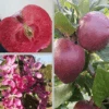 Rotfleischiger Apfel Malus Domestica -Pflanzenhof Rotflischiger Apfel collage