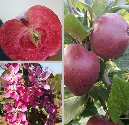 Rotfleischiger Apfel Malus Domestica 3 Rotfleischiger Apfel Malus Domestica