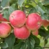 Rubinola Ⓢ Malus Domestica `Rubinola´ 2 Rubinola Ⓢ Malus Domestica `Rubinola´ -Pflanzenhof RubinolaSFv5uUYf1Q6wu