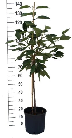 Große Schwarze Knorpelkirsche Prunus Avium `Große Schwarze Knorpelkirsche´ 10 Große Schwarze Knorpelkirsche Prunus Avium `Große Schwarze Knorpelkirsche´ -Pflanzenhof S sskirsche Beispiel BuschbaumDvgaQZy46rR0d