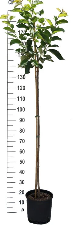 Sunburst-selbstfruchtbar Prunus Avium `Sunburst´ 9 Sunburst-selbstfruchtbar Prunus Avium `Sunburst´ -Pflanzenhof S sskirsche Beispiel Halbstammovzdmj0fgWMqZ