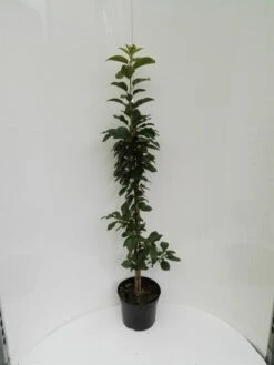 Säulensauerkirsche `Jachim´ Prunus Cerasus `Jachim´ 10 Säulensauerkirsche `Jachim´ Prunus Cerasus `Jachim´ -Pflanzenhof S ulensauerkirsche