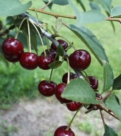 Safir ® Prunus Cerasus `Safir´