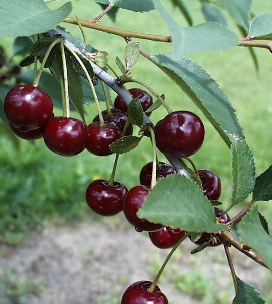 Safir ® Prunus Cerasus `Safir´ 3 Safir ® Prunus Cerasus `Safir´