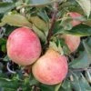 Zwergapfel Maloni® `Sally´® Malus Domestica `Sally´ 2 Zwergapfel Maloni® `Sally´® Malus Domestica `Sally´ -Pflanzenhof Sally Frucht