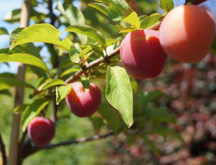 Santa Rosa Japanische Pflaume Prunus Salicina `Santa Rosa´ 5 Santa Rosa Japanische Pflaume Prunus Salicina `Santa Rosa´ – Bild 3