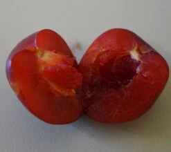 Santa Rosa Japanische Pflaume Prunus Salicina `Santa Rosa´ 11 Santa Rosa Japanische Pflaume Prunus Salicina `Santa Rosa´ -Pflanzenhof Santa rosa fruchtfleisch