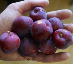 Santa Rosa Japanische Pflaume Prunus Salicina `Santa Rosa´ 10 Santa Rosa Japanische Pflaume Prunus Salicina `Santa Rosa´ -Pflanzenhof Santa rosa45