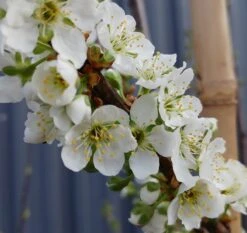 Santa Rosa Japanische Pflaume Prunus Salicina `Santa Rosa´ 8 Santa Rosa Japanische Pflaume Prunus Salicina `Santa Rosa´ -Pflanzenhof Santa rosa5ace2ae46c7ef