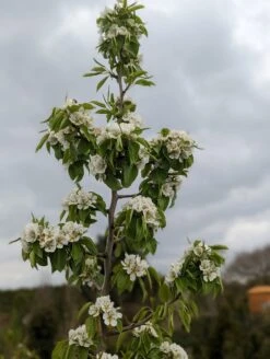 Säulenbirne `Saphira´ 150-175cm (zweijährig) Pyrus Communis `Saphira´ 7 Säulenbirne `Saphira´ 150-175cm (zweijährig) Pyrus Communis `Saphira´ -Pflanzenhof Saphira Bl te2