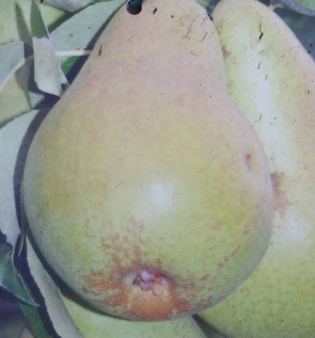 Säulenbirne `Saphira´ 150-175cm (zweijährig) Pyrus Communis `Saphira´ 3 Säulenbirne `Saphira´ 150-175cm (zweijährig) Pyrus Communis `Saphira´