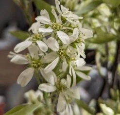 Bestseller -Pflanzenhof Saskatoon BerryNOyShINkSeAar