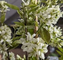 Saskatoon Berry Amelanchier Alnifolia `Saskatoon Berry´ -Pflanzenhof Saskatoon berry Bl te