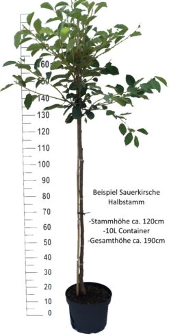 Safir ® Prunus Cerasus `Safir´ 10 Safir ® Prunus Cerasus `Safir´ -Pflanzenhof Sauerkirsche Beispiel HalbstammmIkIHKIhlHSVC