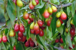 Bestseller -Pflanzenhof Sch nbrunner Gourmet Dirndl