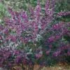 Schönfrucht `Pearl Glam´ Callicarpa