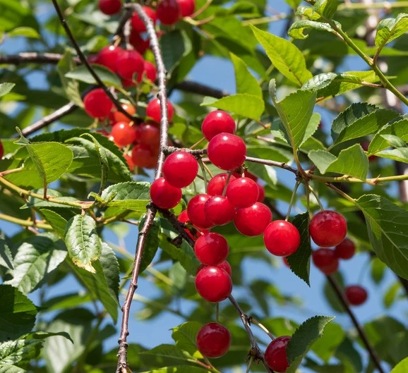 Schattenmorelle Prunus Cerasus `Schattenmorelle´ 3 Schattenmorelle Prunus Cerasus `Schattenmorelle´