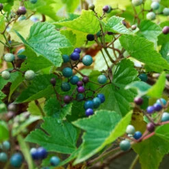 Porzellanbeere / Scheinrebe `Elegans´ Ampelopsis Brevipedunculata `Elegans´ -Pflanzenhof Scheinrebe