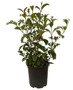 Duftender Winterschneeball `Dawn´ Viburnum Bodnantense `Dawn´ 13 Duftender Winterschneeball `Dawn´ Viburnum Bodnantense `Dawn´ -Pflanzenhof Schneeball Dawn weiss