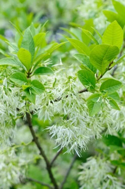 Schneeflockenstrauch Chionanthus Retusus 6 Schneeflockenstrauch Chionanthus Retusus -Pflanzenhof Schneeflockenstrauch 2