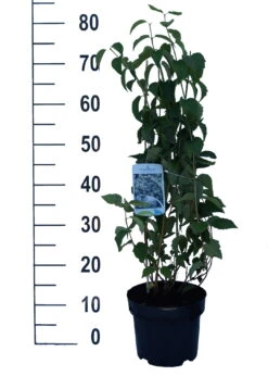 Bauern-Jasmin `Schneesturm´ Philadelphus Coronarius `Schneesturm´ -Pflanzenhof Schneesturm